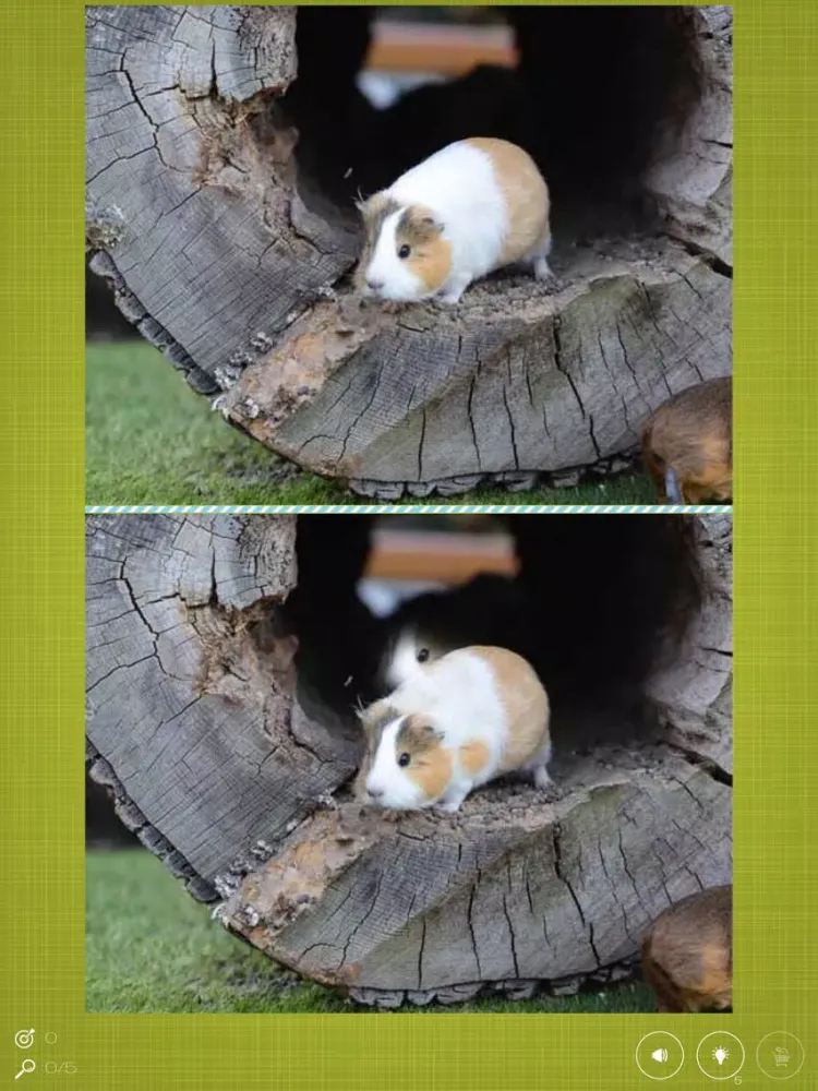 Screenshot di Find the Difference in Guinea Pig iPad 