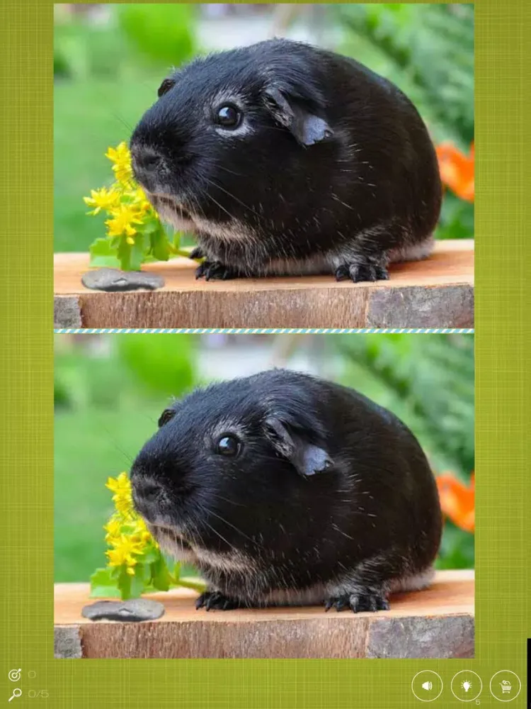 Screenshot di Find the Difference in Guinea Pig iPad 