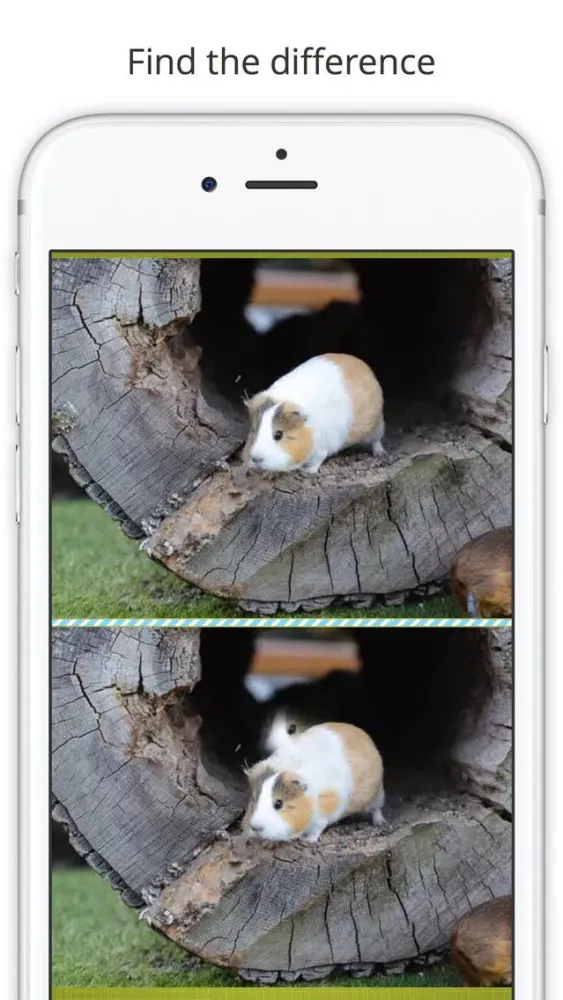 Screenshot di Find the Difference in Guinea Pig