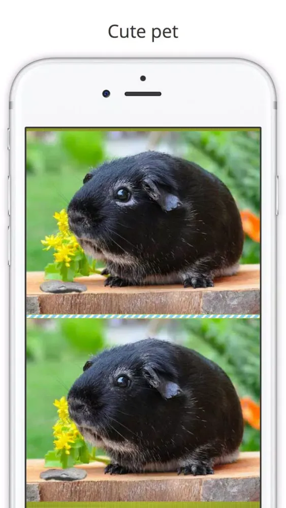 Screenshot di Find the Difference in Guinea Pig