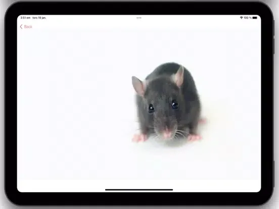 تصاویر LittleBuddy mouse game iPad 
