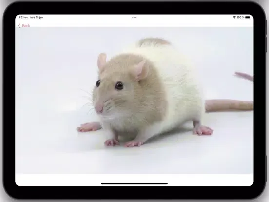 تصاویر LittleBuddy mouse game iPad 