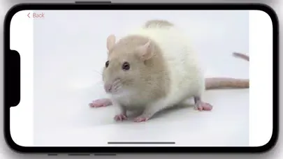 تصاویر LittleBuddy mouse game