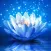 lotus wallpaper