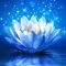 lotus wallpaper