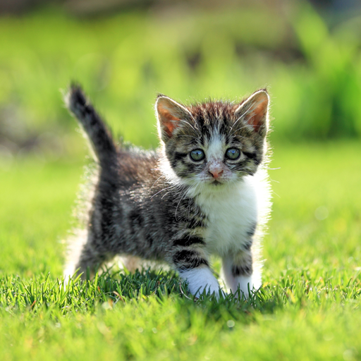 Cat Live Wallpaper Cat Live Wallpaper