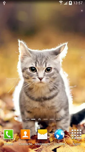 Cat Live Wallpaper应用截图