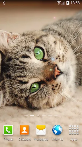 Cat Live Wallpaper应用截图