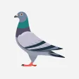 Loftmate