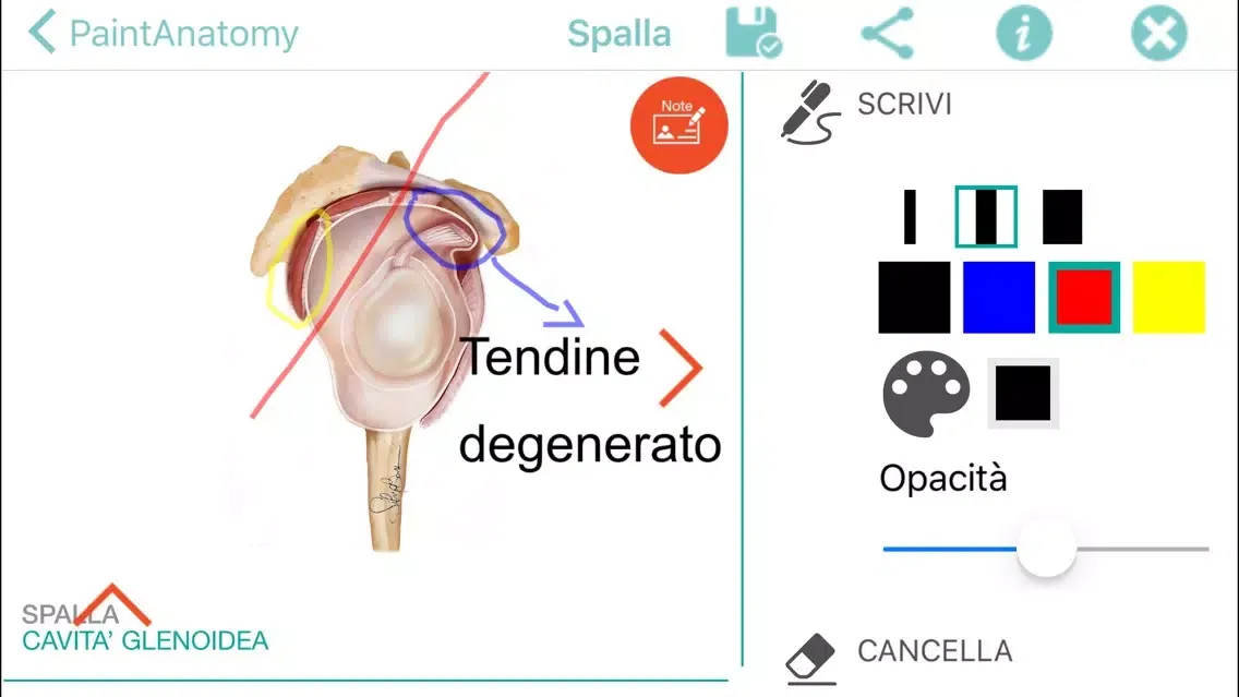 Captures d'écran de PaintAnatomy
