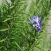Rosemary