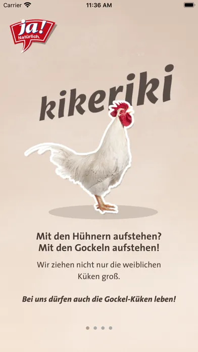 تصاویر Kikeriki!