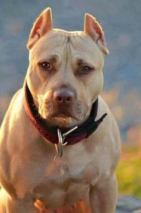 Pitbull Wallpapers HD Screenshots