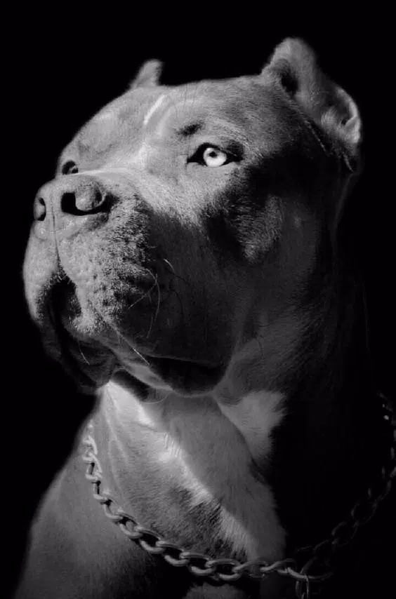 Pitbull Wallpapers HD Screenshots