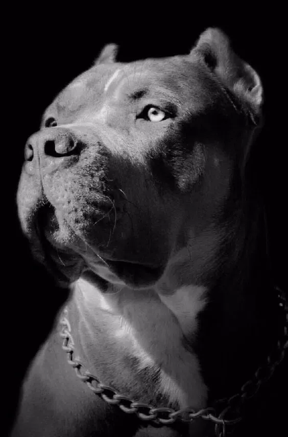 Zrzuty ekranu Pitbull Wallpapers HD