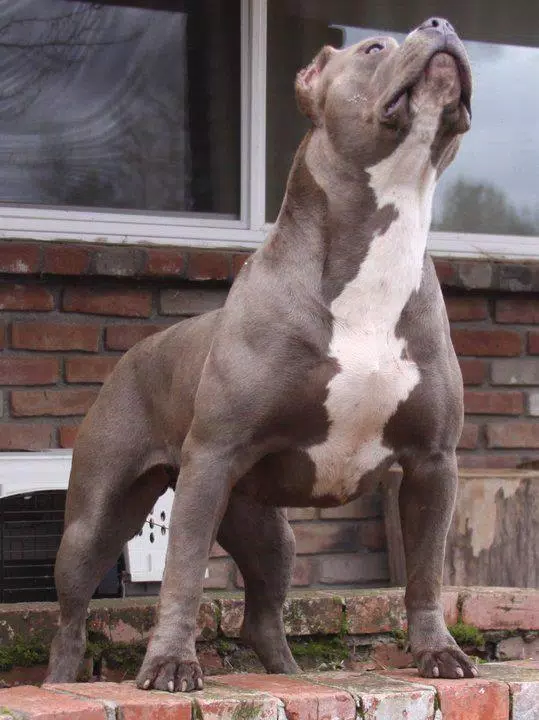 Pitbull Wallpapers HD Screenshots