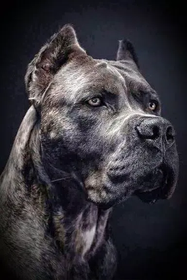 Zrzuty ekranu Pitbull Wallpapers HD