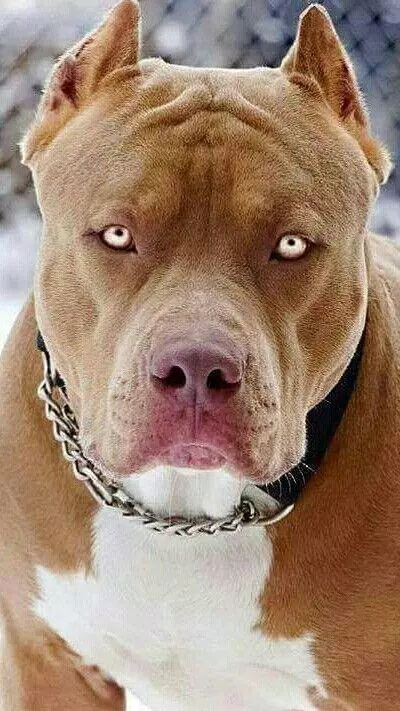 Pitbull Wallpapers HD Screenshots