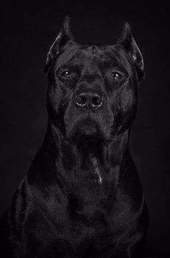 Pitbull Wallpapers HD Screenshots