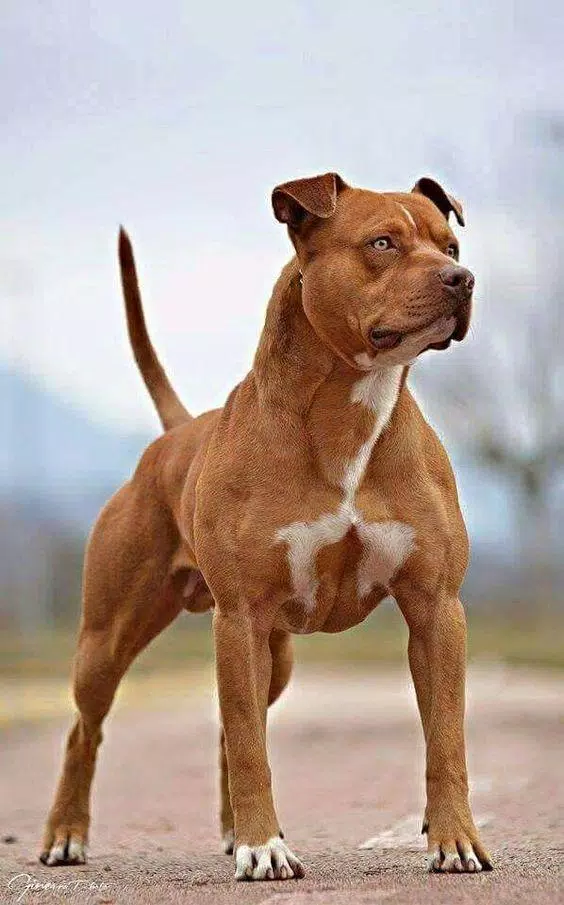 Pitbull Wallpapers HD Screenshots