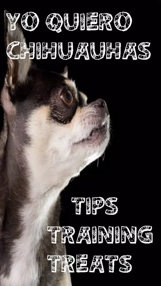 Yo Quiero Chihuahua! سکرین شاٹس