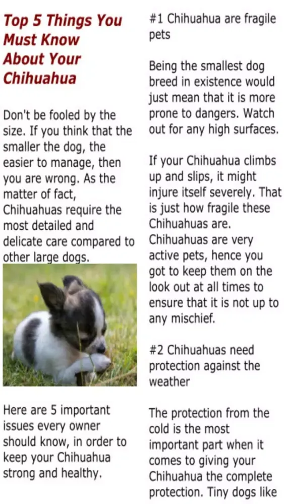 Yo Quiero Chihuahua! سکرین شاٹس