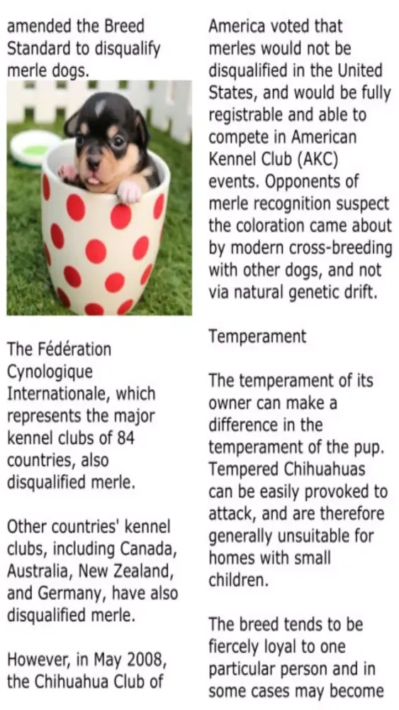 Yo Quiero Chihuahua! سکرین شاٹس