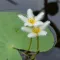 Aquarium and Pond Plant ID