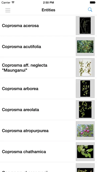 صور NZ Coprosma Key