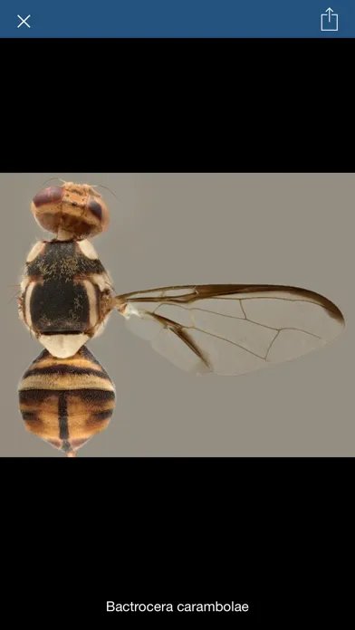 تصاویر Key important fruit flies EU