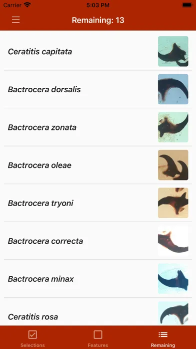Tangkapan layar Key important fruit fly larvae