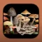 FunKey: Agarics of Australia