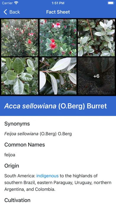 Ảnh chụp màn hình của NZ Myrtaceae Key