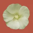 Rare and Priority Plants of the Pilbara