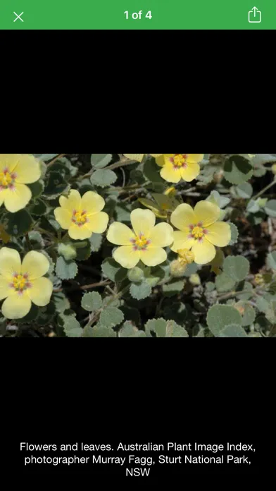 Capturas de pantalla de Plants Fungi South Western NSW