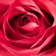 Flower Real