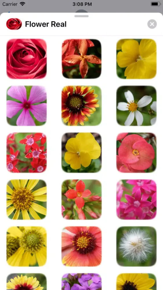 تصاویر Flower Real