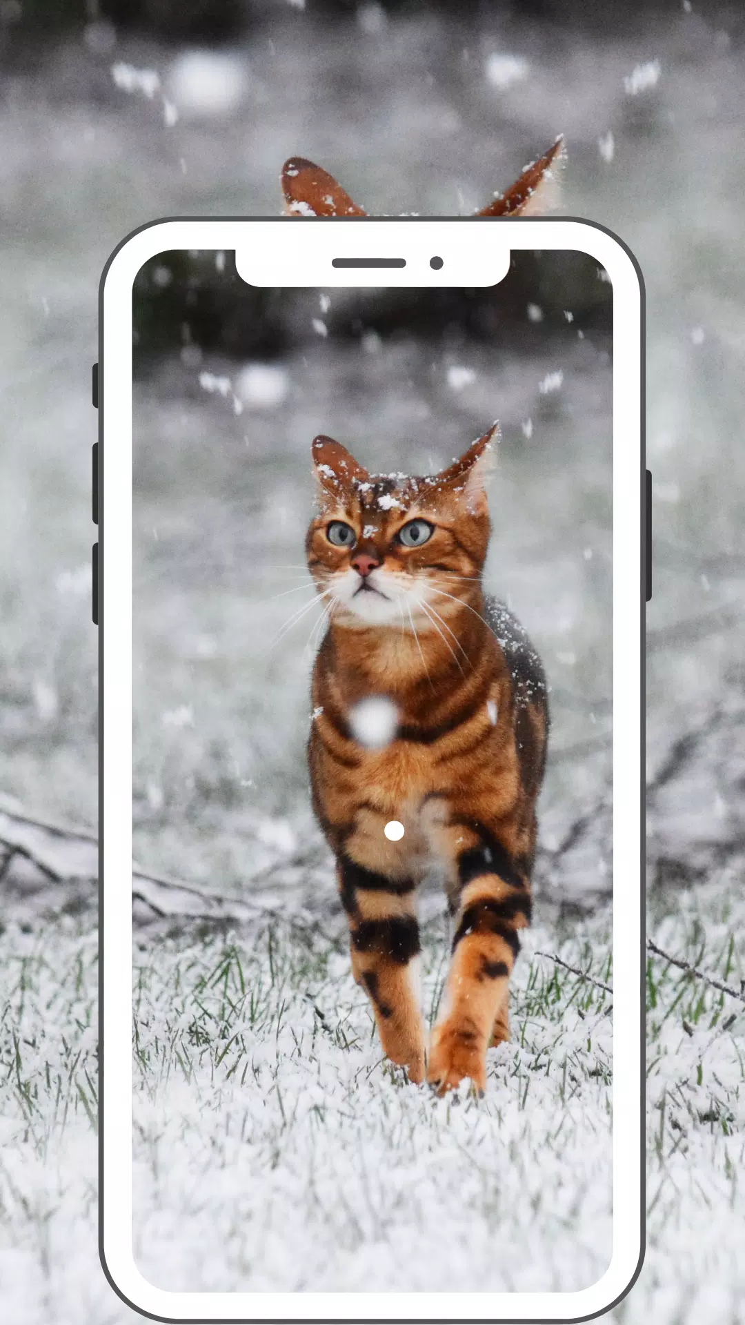Winter Wallpaper Screenshots