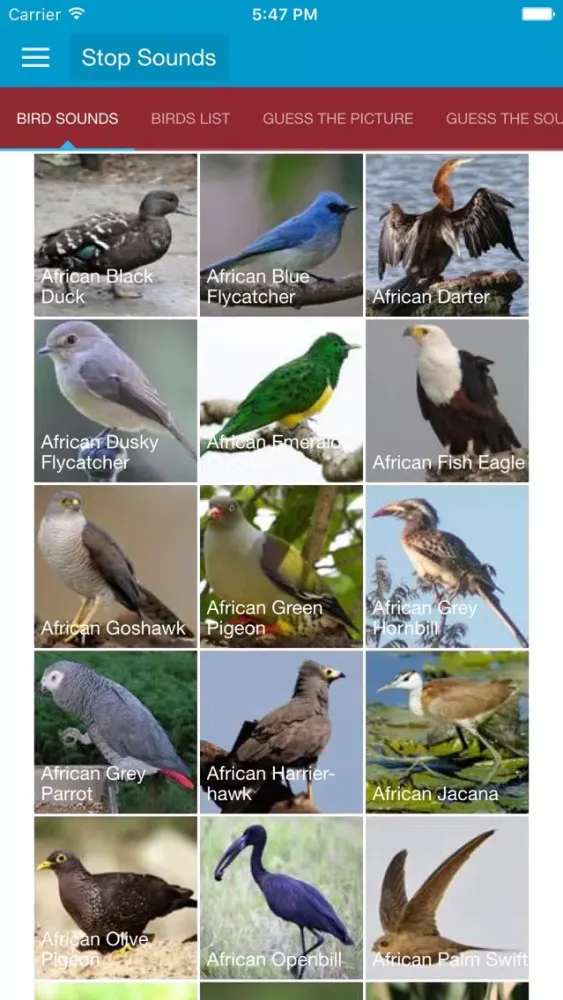 Zrzuty ekranu African Birds and Sounds