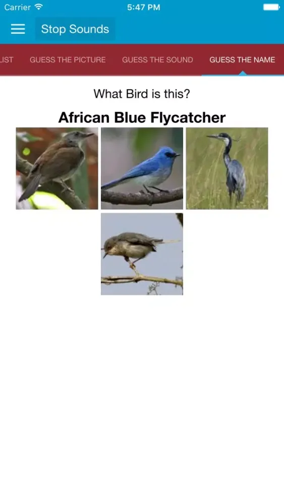 Zrzuty ekranu African Birds and Sounds