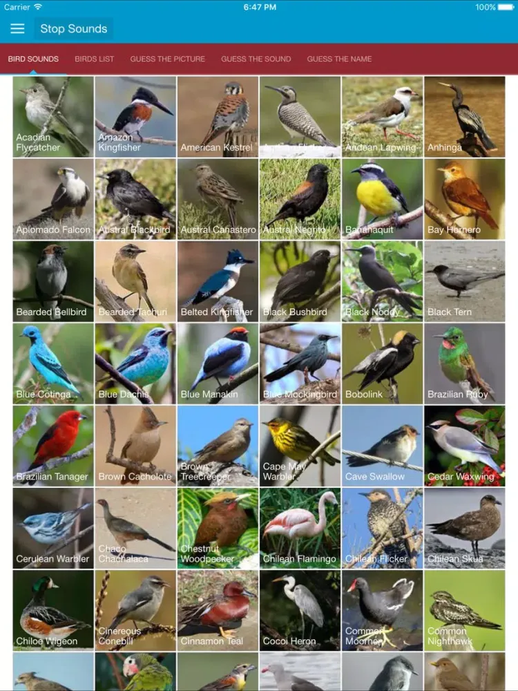 Tangkapan skrin South American Birds Sounds iPad 