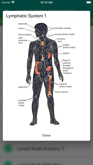 Lymphatic System Reference スクリーンショット