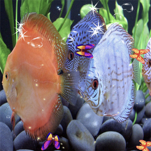 Discus Fish Live Wallpaper