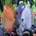 Discus Fish Live Wallpaper