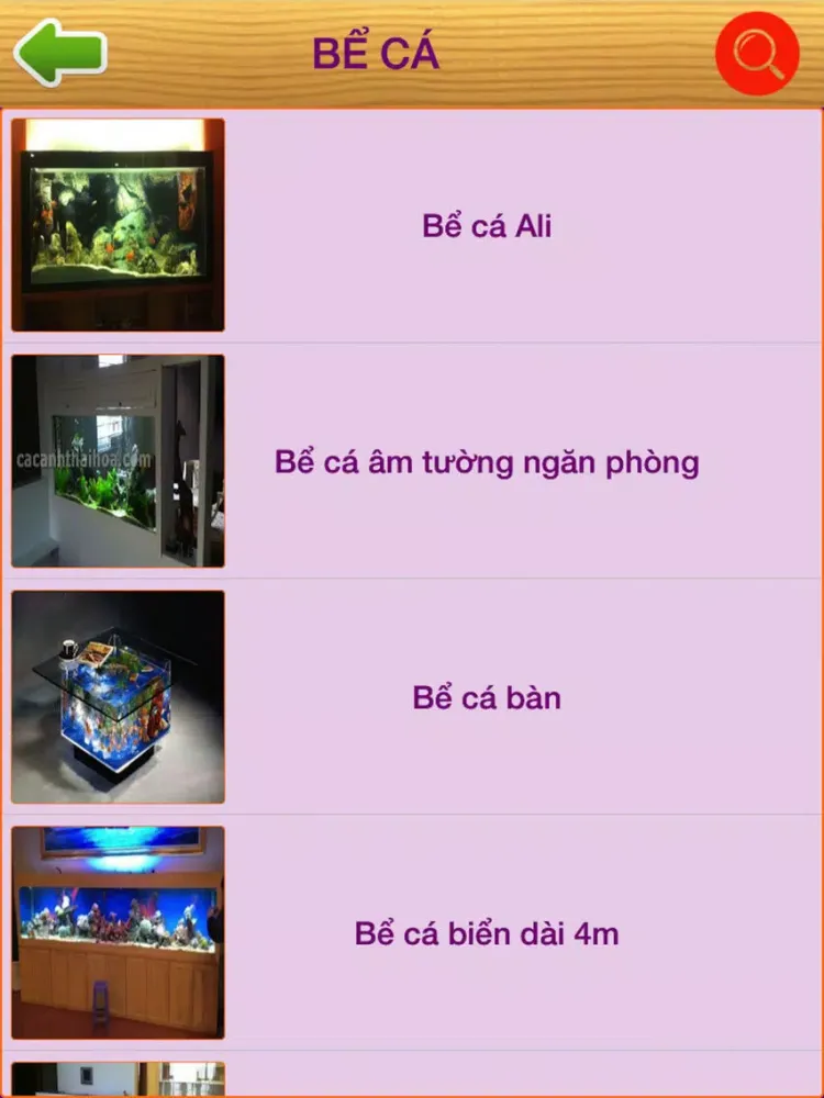 Tangkapan layar Cá Cảnh Thái Hoà iPad 