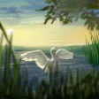 Where Do Swans Sleep? Where Do Swans Sleep?