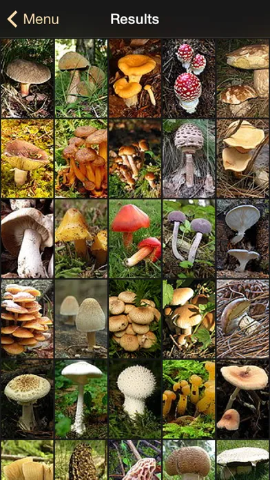 iFunch Lite - Mushrooms應用截圖