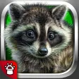 Animals words for kids! Rhymes