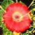 Jigsaw Puzzles: Flower Quest