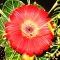 Jigsaw Puzzles: Flower Quest